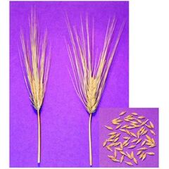 ΚΡΙΘΑΡΙ - ΤΡΙΠΤΟΛΕΜΟΣ