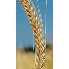 ΚΡΙΘΑΡΙ - ΤΕΑ