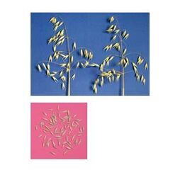 ΒΡΩΜΗ - ΠΑΛΛΗΝΗ