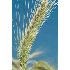 ΤΡΙΤΙΚΑΛΕ - CATRIA