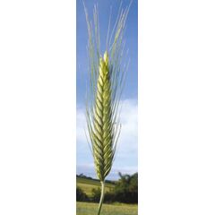 ΤΡΙΤΙΚΑΛΕ - QUIRINALE