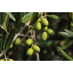 ΑΘΗΝΟΛΙΑ (ΜΑΤΣΟΛΙΑ Ή ΜΑΣΤΟΕΙΔΗΣ Ή ΤΣΟΥΝΑΤΗ)