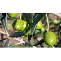 ΧΑΛΚΙΔΙΚΗΣ (ΓΑΙΔΟΥΡΕΛΙΑ)