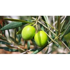 ΜΕΓΑΡΙΤΙΚΗ (ΧΟΝΤΡΟΛΙΑ)