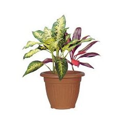 ΠΛΑΣΤΙΚΗ ΓΛΑΣΤΡΑ ΠΑΤΜΟΣ