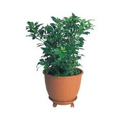 ΠΛΑΣΤΙΚΗ ΓΛΑΣΤΡΑ ΒΑΡΕΛΑΚΙ