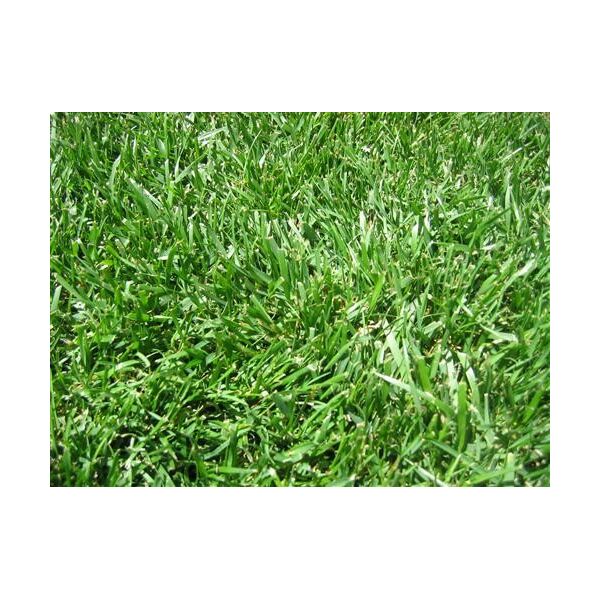 TALL FESCUE FINE LAWN