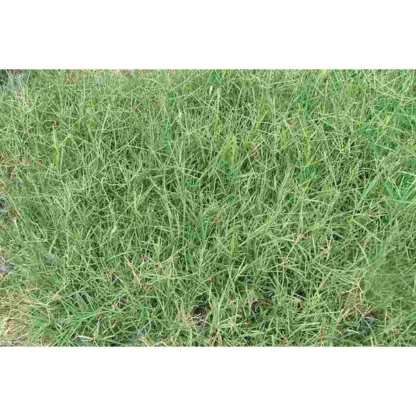 BERMUDA GRASS UNHULLED (CYNODON DACTYLON)