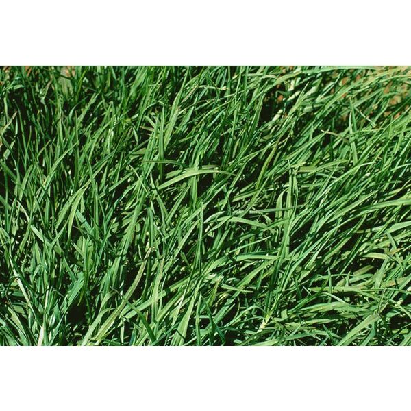 PENNISETUM CLANDESTINUM (KIKUYU)