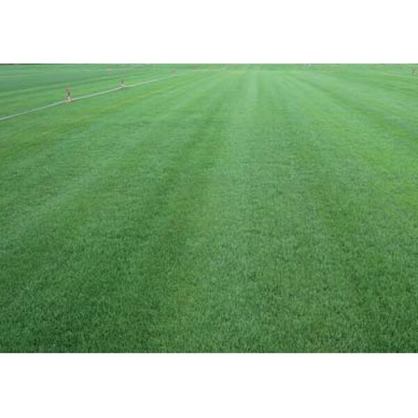 TALL FESCUE TOMCAT 1