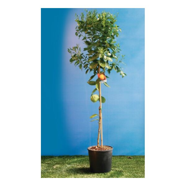 ΜΕΓΕΘΗ ΛΕΜΟΝΙΑΣ