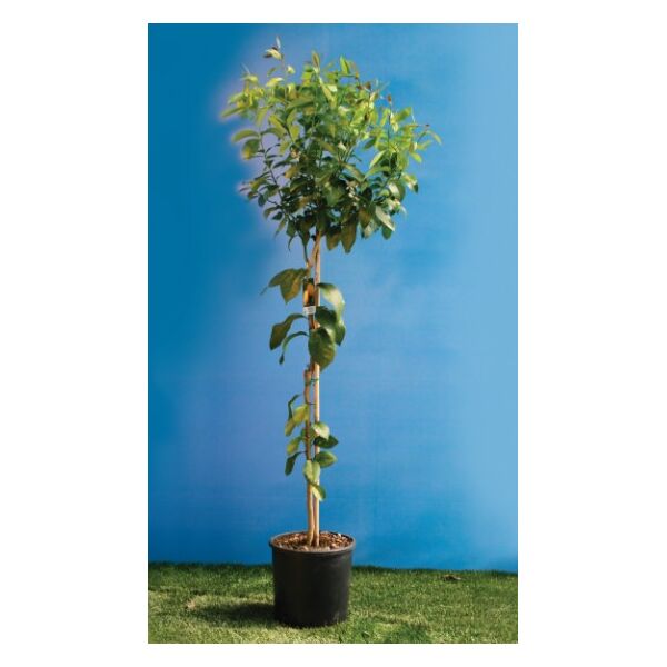 ΜΕΓΕΘΗ ΜΑΝΤΑΡΙΝΙΑΣ