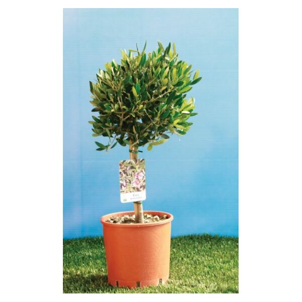 ΣΧΗΜΑΤΑ ΚΑΙ ΜΕΓΕΘΗ ΕΛΙΑΣ