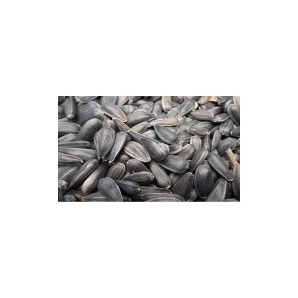 ΗΛΙΟΣΠΟΡΟΣ