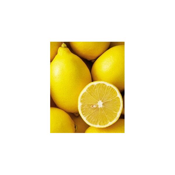 ΑΔΑΜΟΠΟΥΛΟΥ - ΛΕΜΟΝΙΑ ΠΟΛΥΦΟΡΗ