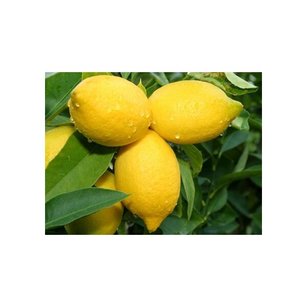 ΖΑΜΠΕΤΑΚΗ - ΚΑΛΟΚΑΙΡΙΝΗ ΠΟΙΚΙΛΙΑ