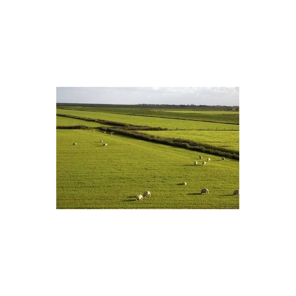 PRATO PASCOLO NUOVO SPECIALE