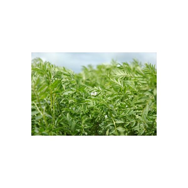 ΦΑΚΗ - ΘΕΣΣΑΛΙΑ