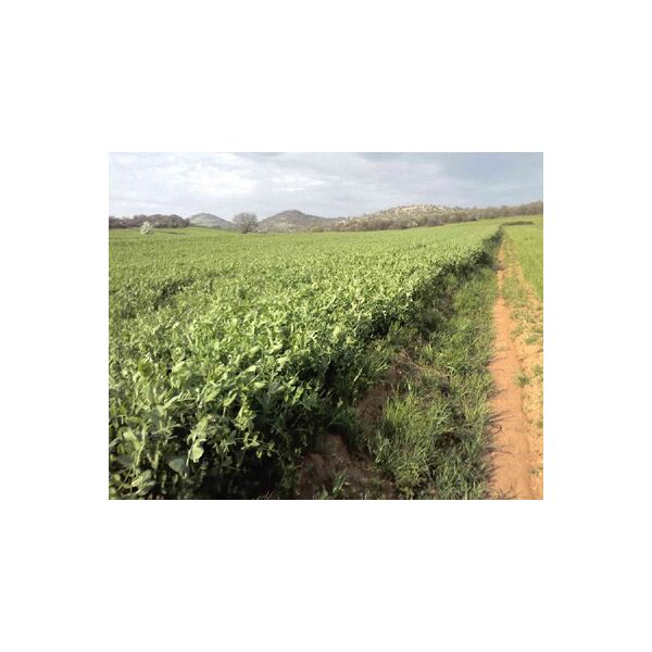 ΚΤΗΝΟΤΡΟΦΙΚΟ ΜΠΙΖΕΛΙ - ARVICA