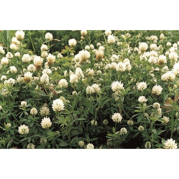 ΤΡΙΦΥΛΛΙ - LAURA