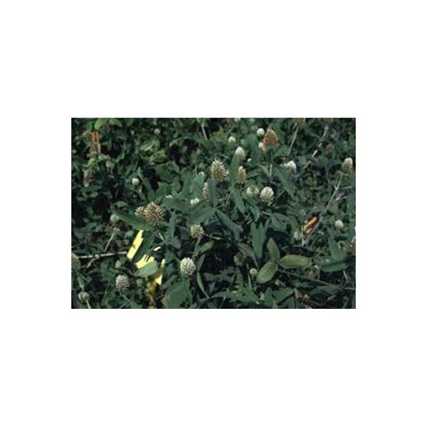 ΤΡΙΦΥΛΛΙ - TRIFOGLIO SQUARROSO