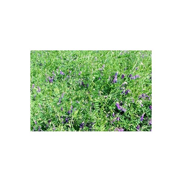 ΒΙΚΟΣ - ΙΣΤΡΟΣ