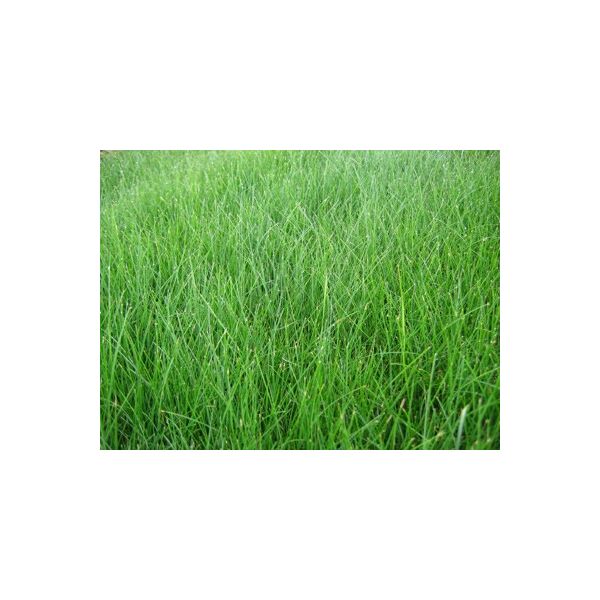 ΦΕΣΤΟΥΚΑ - FAWN