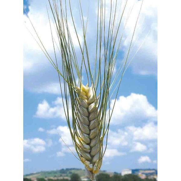 ΣΙΤΟΣ ΣΚΛΗΡΟΣ - SPARTACO