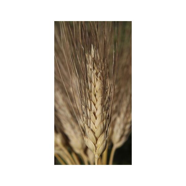 ΣΙΤΟΣ ΣΚΛΗΡΟΣ - QUADRATO