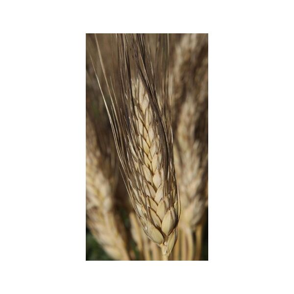 ΣΙΤΟΣ ΣΚΛΗΡΟΣ - GATTUSO