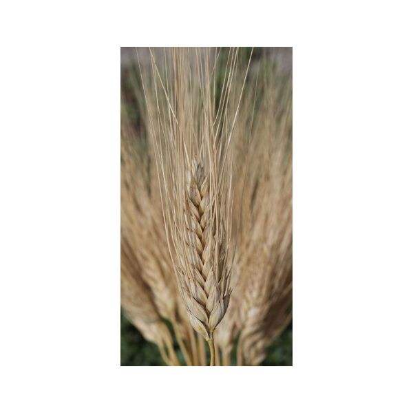 ΣΙΤΟΣ ΣΚΛΗΡΟΣ - VENDETTA