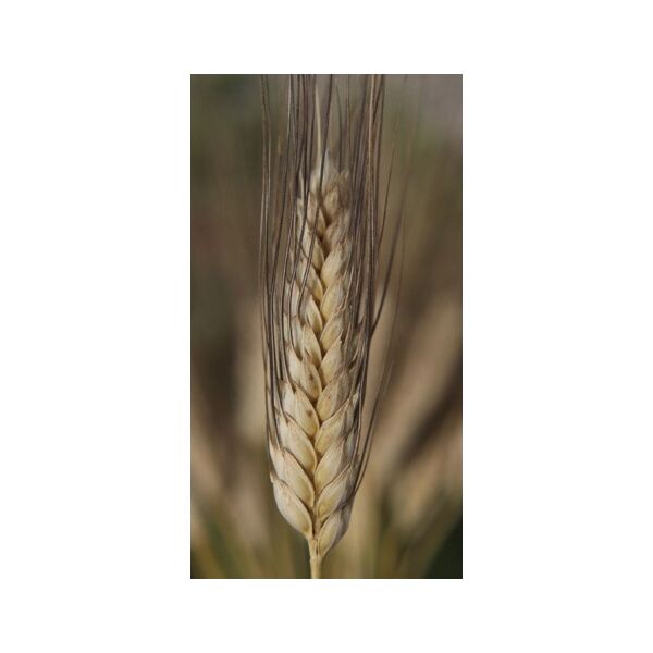 ΣΙΤΟΣ ΣΚΛΗΡΟΣ - PIETRAFITTA