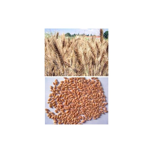 ΣΙΤΟΣ ΜΑΛΑΚΟΣ - ΓΚΟΓΚΑΣ-2