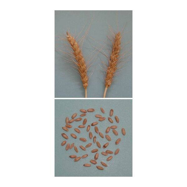 ΣΙΤΟΣ ΜΑΛΑΚΟΣ - ΔΩΔΩΝΗ