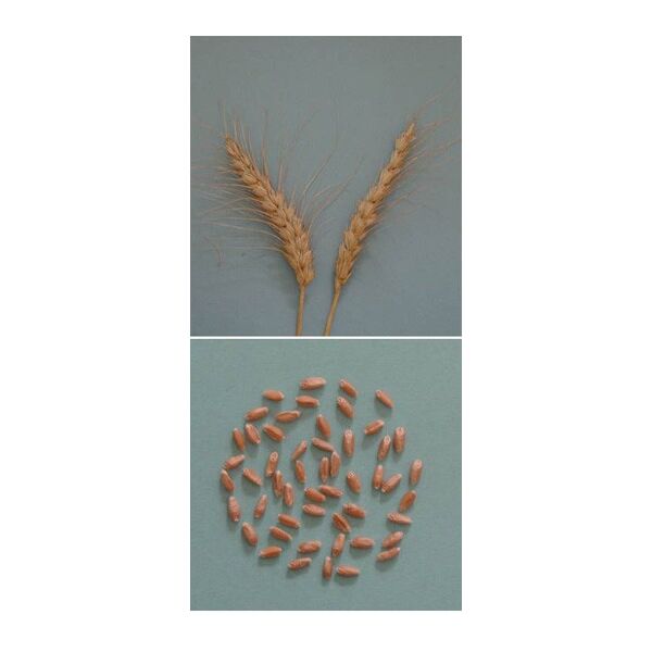 ΣΙΤΟΣ ΜΑΛΑΚΟΣ - YECORA-E