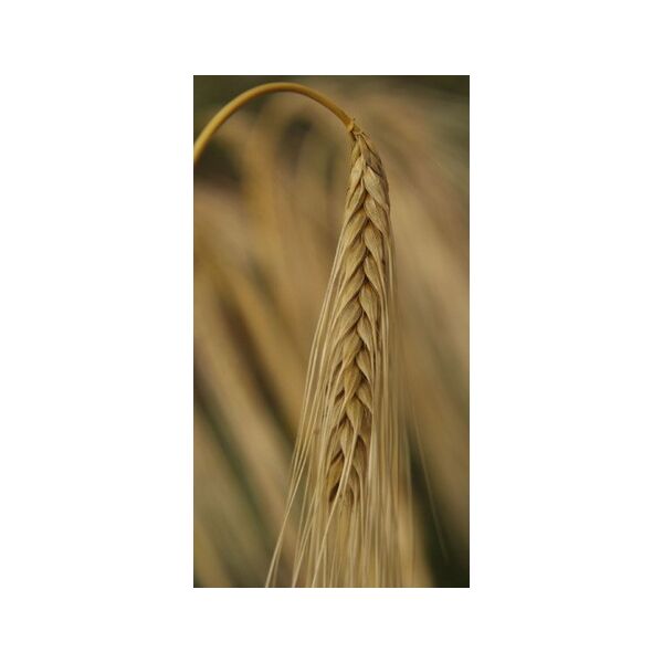 ΚΡΙΘΑΡΙ - MARTINO