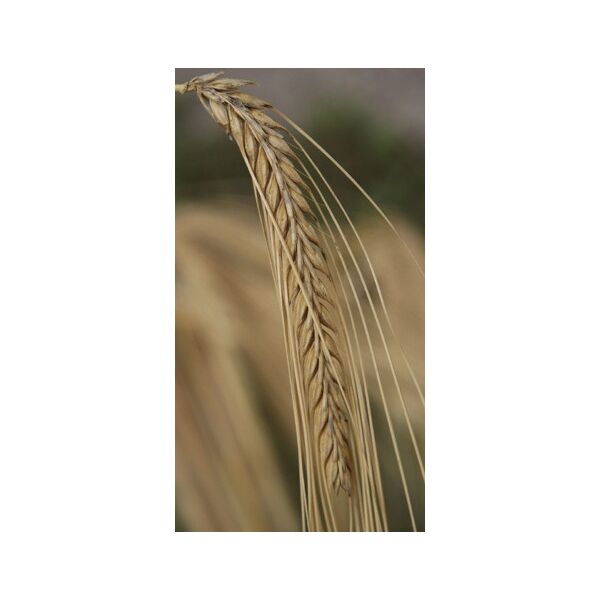 ΚΡΙΘΑΡΙ - AQUIRONE