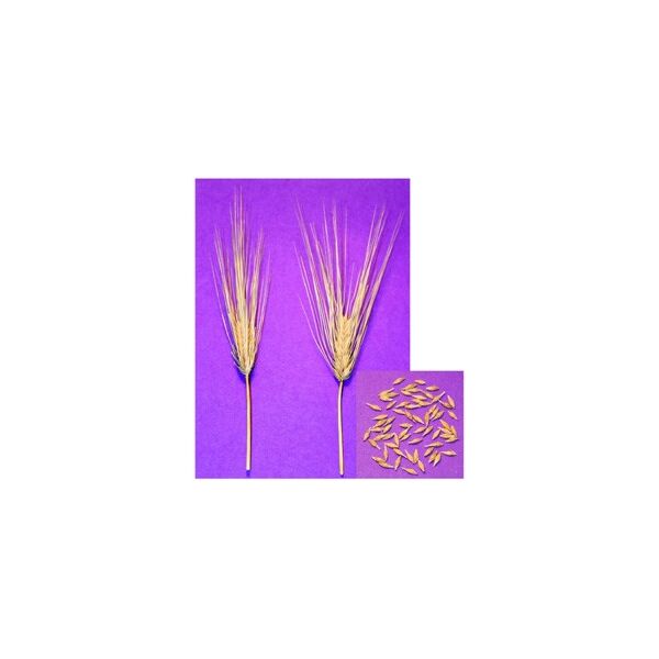 ΚΡΙΘΑΡΙ - ΤΡΙΠΤΟΛΕΜΟΣ