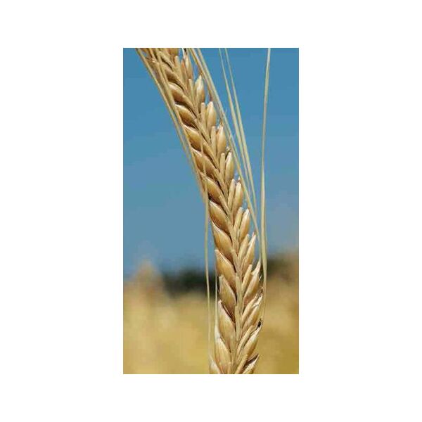 ΚΡΙΘΑΡΙ - ΤΕΑ