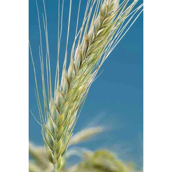 ΤΡΙΤΙΚΑΛΕ - CATRIA