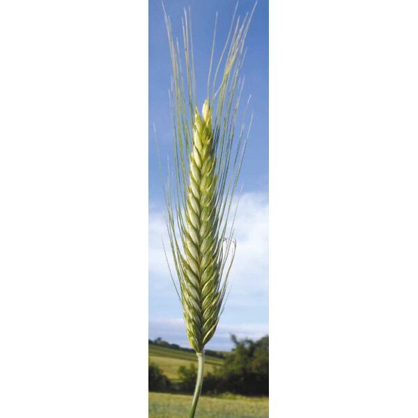 ΤΡΙΤΙΚΑΛΕ - QUIRINALE