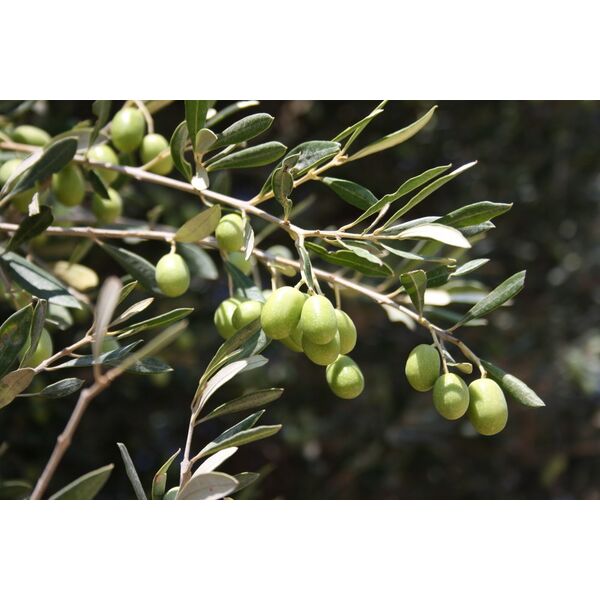 ΚΟΡΩΝΕΙΚΗ (ΚΡΗΤΙΚΙΑ Ή ΛΑΔΟΛΙΑ)