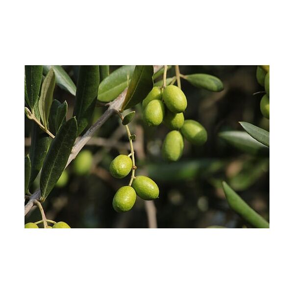 ΑΘΗΝΟΛΙΑ (ΜΑΤΣΟΛΙΑ Ή ΜΑΣΤΟΕΙΔΗΣ Ή ΤΣΟΥΝΑΤΗ)