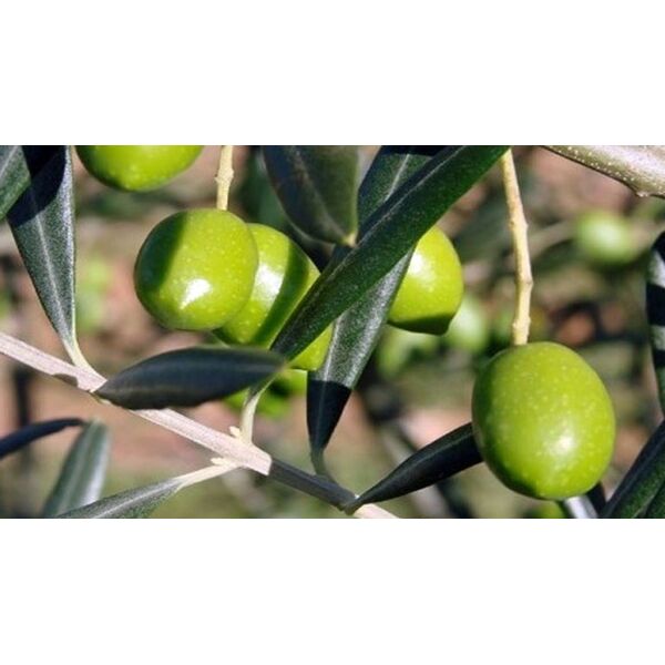 ΧΑΛΚΙΔΙΚΗΣ (ΓΑΙΔΟΥΡΕΛΙΑ)