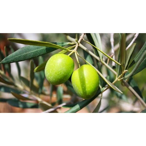 ΜΕΓΑΡΙΤΙΚΗ (ΧΟΝΤΡΟΛΙΑ)